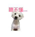 four dogs life（個別スタンプ：3）