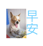 four dogs life（個別スタンプ：11）