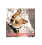 four dogs life（個別スタンプ：13）