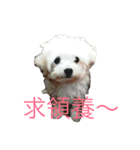 four dogs life（個別スタンプ：17）