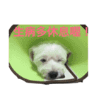 four dogs life（個別スタンプ：19）