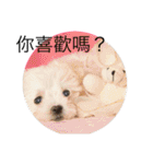 four dogs life（個別スタンプ：20）