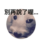 four dogs life（個別スタンプ：21）