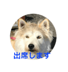 dog merumos picture（個別スタンプ：7）