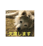 dog merumos picture（個別スタンプ：8）