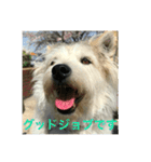 dog merumos picture（個別スタンプ：11）