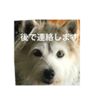 dog merumos picture（個別スタンプ：13）