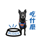 We love Buddy（個別スタンプ：16）