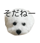 bichon frise LEON4（個別スタンプ：2）