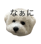 bichon frise LEON4（個別スタンプ：3）