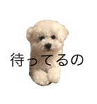 bichon frise LEON4（個別スタンプ：4）