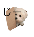 bichon frise LEON4（個別スタンプ：5）