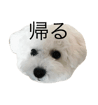 bichon frise LEON4（個別スタンプ：7）