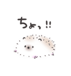 つっこむはりねずみ（個別スタンプ：1）