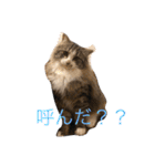 愛猫物語（個別スタンプ：1）