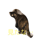 愛猫物語（個別スタンプ：12）