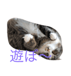 愛猫物語（個別スタンプ：16）