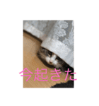 愛猫物語（個別スタンプ：17）