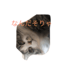 愛猫物語（個別スタンプ：19）