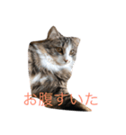 愛猫物語（個別スタンプ：21）