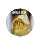 Bao Bao Mei - Baby Parrot's Daily Life（個別スタンプ：2）