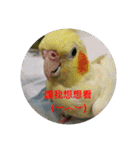 Bao Bao Mei - Baby Parrot's Daily Life（個別スタンプ：4）