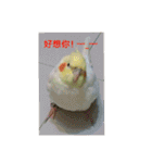 Bao Bao Mei - Baby Parrot's Daily Life（個別スタンプ：8）