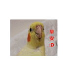 Bao Bao Mei - Baby Parrot's Daily Life（個別スタンプ：9）