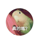 Bao Bao Mei - Baby Parrot's Daily Life（個別スタンプ：12）