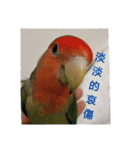 Bao Bao Mei - Baby Parrot's Daily Life（個別スタンプ：13）