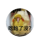 Bao Bao Mei - Baby Parrot's Daily Life（個別スタンプ：15）