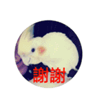 Bao Bao Mei - Baby Parrot's Daily Life（個別スタンプ：17）