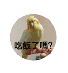 Bao Bao Mei - Baby Parrot's Daily Life（個別スタンプ：18）