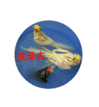 Bao Bao Mei - Baby Parrot's Daily Life（個別スタンプ：19）