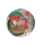 Bao Bao Mei - Baby Parrot's Daily Life（個別スタンプ：20）