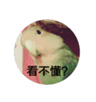 Bao Bao Mei - Baby Parrot's Daily Life（個別スタンプ：22）