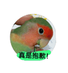 Bao Bao Mei - Baby Parrot's Daily Life（個別スタンプ：23）