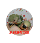 Bao Bao Mei - Baby Parrot's Daily Life（個別スタンプ：24）