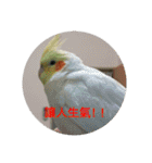 Bao Bao Mei - Baby Parrot's Daily Life（個別スタンプ：30）