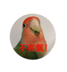 Bao Bao Mei - Baby Parrot's Daily Life（個別スタンプ：31）