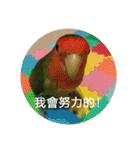 Bao Bao Mei - Baby Parrot's Daily Life（個別スタンプ：32）