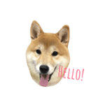 shiba hello（個別スタンプ：1）