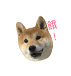 shiba hello（個別スタンプ：8）