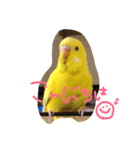 セキセイインコのぷーちゃん（個別スタンプ：1）