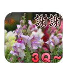 Flowers - 9 [Chinese version]（個別スタンプ：5）