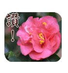 Flowers - 9 [Chinese version]（個別スタンプ：15）