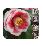 Flowers - 9 [Chinese version]（個別スタンプ：18）