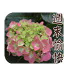 Flowers - 9 [Chinese version]（個別スタンプ：20）