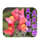 Flowers - 9 [Chinese version]（個別スタンプ：22）