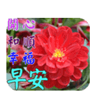 Flowers - 9 [Chinese version]（個別スタンプ：27）